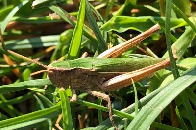 <i>Chorthippus dorsatus</i>