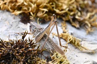 <i>Platycleis</i>