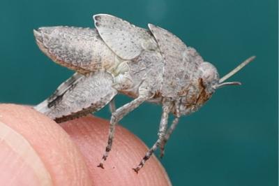 <i>Oedipoda caerulescens</i>