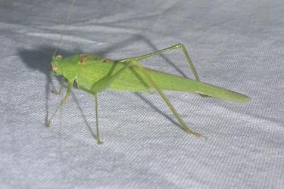 <i>Phaneroptera nana</i>
