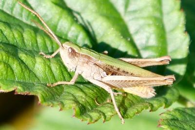 <i>Chorthippus dorsatus</i>