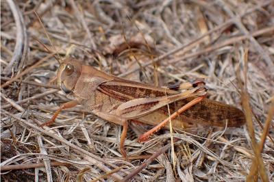 <i>Locusta migratoria</i>
