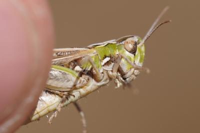 <i>Omocestus petraeus</i>