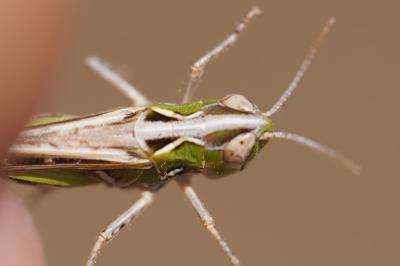 <i>Omocestus petraeus</i>