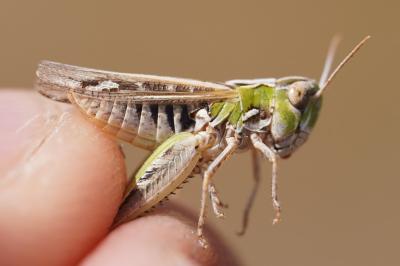 <i>Omocestus petraeus</i>