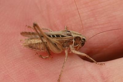 <i>Tessellana tessellata</i>