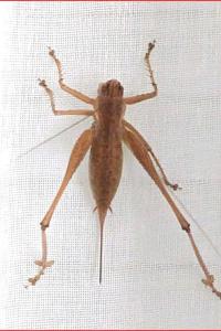 <i>Rhacocleis</i>