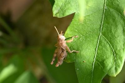 <i>Pezotettix giornae</i>