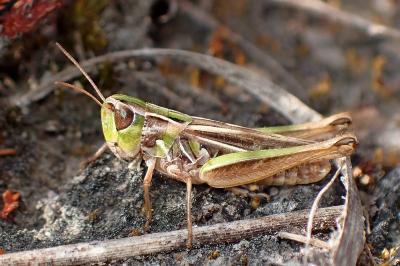 <i>Stenobothrus stigmaticus</i>