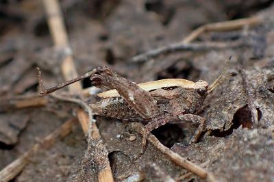 <i>Tetrix undulata</i>
