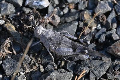 <i>Oedipoda caerulescens</i>