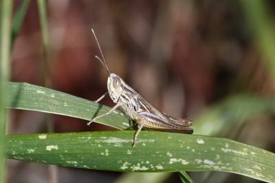 <i>Euchorthippus elegantulus</i>