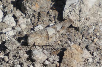 <i>Oedipoda caerulescens</i>