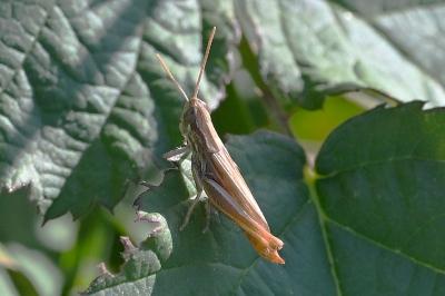 <i>Euchorthippus declivus</i>
