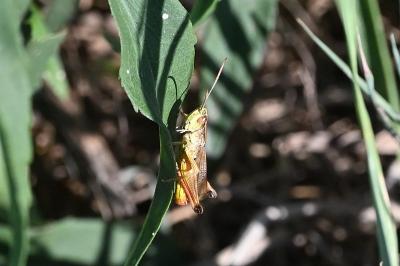 <i>Pseudochorthippus parallelus</i>