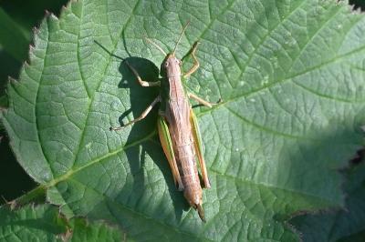 <i>Pseudochorthippus parallelus</i>