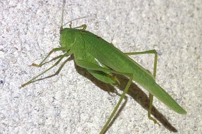 <i>Phaneroptera nana</i>