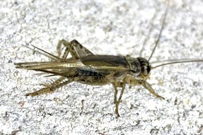 <i>Acheta domesticus</i>