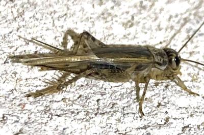<i>Acheta domesticus</i>