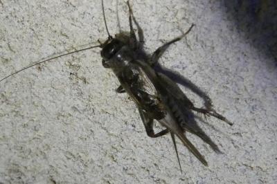 <i>Eumodicogryllus bordigalensis</i>