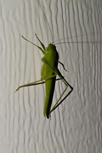 <i>Phaneroptera nana</i>
