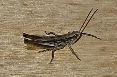 <i>Euchorthippus</i>