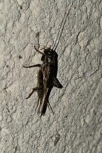 <i>Eumodicogryllus bordigalensis</i>