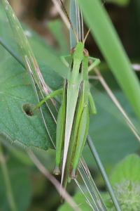 <i>Paracinema tricolor bisignatum</i>