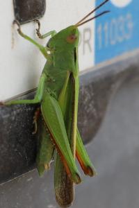 <i>Paracinema tricolor bisignatum</i>