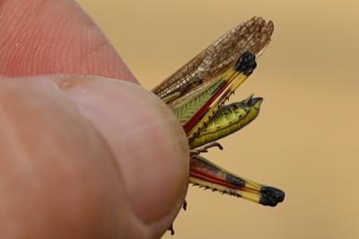 <i>Stethophyma grossum</i>