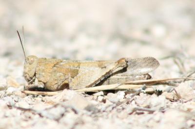 <i>Oedipoda caerulescens</i>