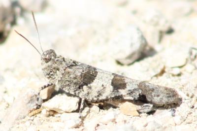 <i>Oedipoda caerulescens</i>