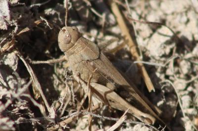 <i>Aiolopus strepens</i>