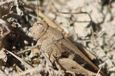 <i>Aiolopus strepens</i>