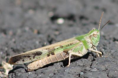 <i>Aiolopus thalassinus</i>