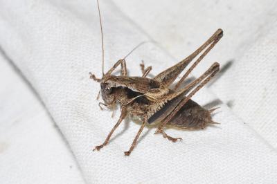 <i>Pholidoptera griseoaptera</i>
