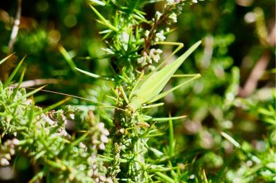 <i>Phaneroptera</i>