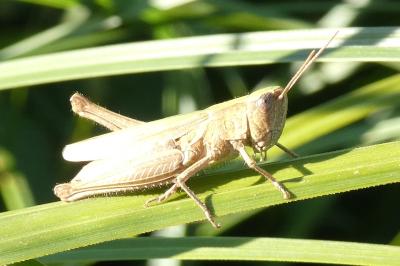 <i>Chorthippus dorsatus</i>