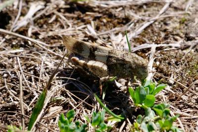 <i>Oedipoda caerulescens</i>