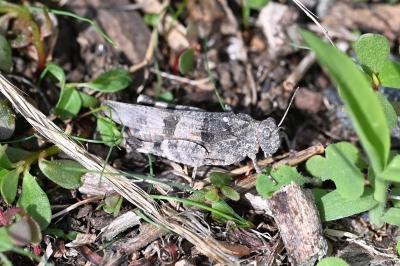 <i>Oedipoda caerulescens</i>