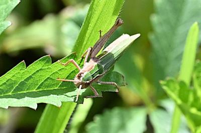 <i>Chorthippus dorsatus</i>