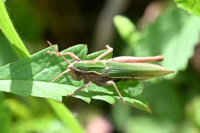<i>Chorthippus dorsatus</i>