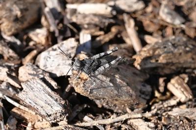 <i>Oedipoda caerulescens</i>