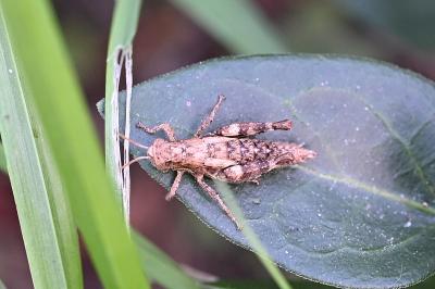 <i>Pezotettix giornae</i>