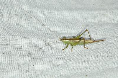 <i>Conocephalus fuscus</i>