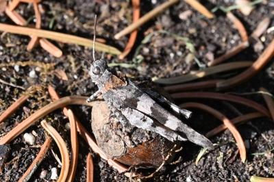 <i>Oedipoda caerulescens</i>