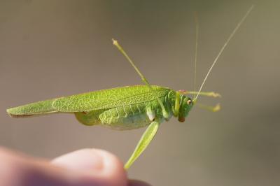 <i>Phaneroptera nana</i>