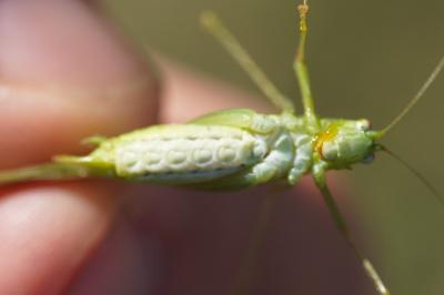 <i>Phaneroptera nana</i>
