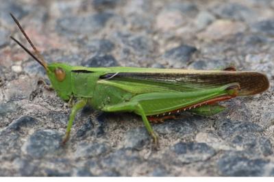 <i>Paracinema tricolor bisignatum</i>