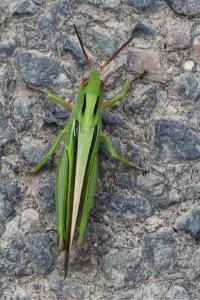 <i>Paracinema tricolor bisignatum</i>
